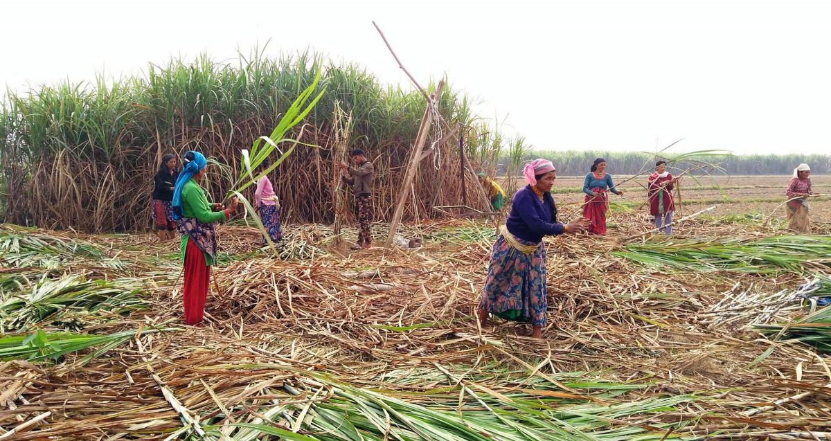 उखु किसान