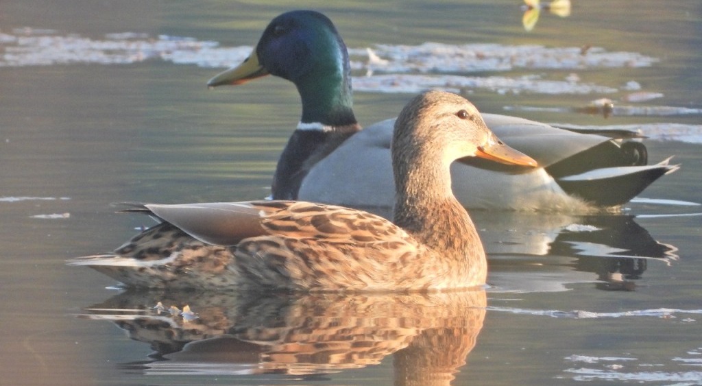 आगन्तुक चरा