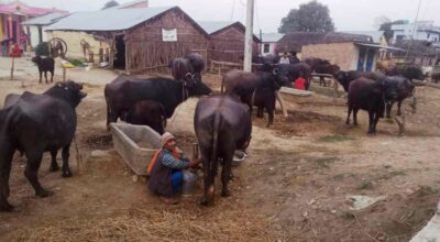 भैँसीपालन