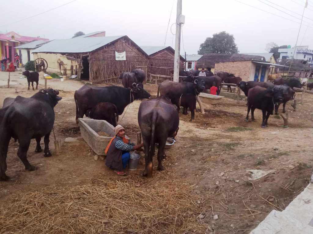 भैँसीपालन