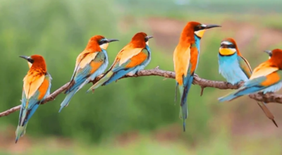 दुर्लभ चरा