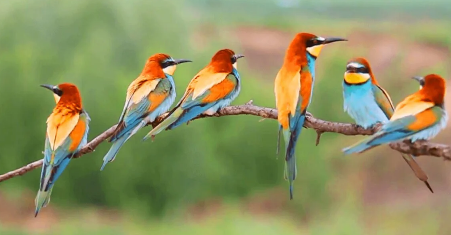 दुर्लभ चरा