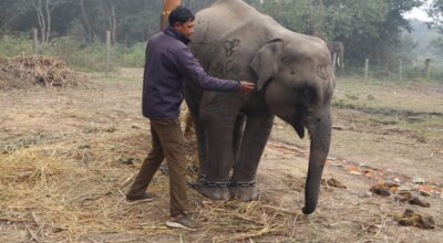 गजराज ‘शेषचन्द्र’