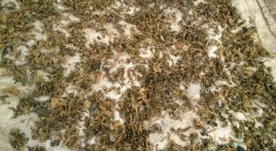 गुन्द्रुक