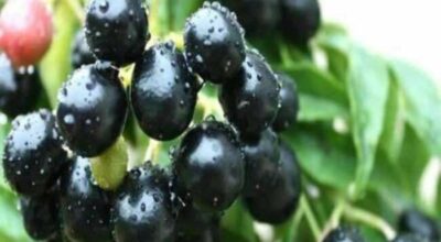 जामुनको प्रयोग