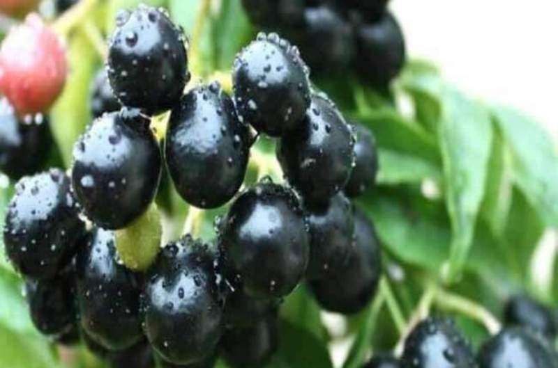 जामुनको प्रयोग