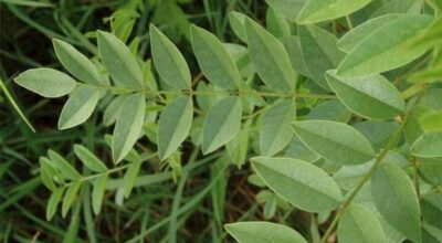 जेठी मधु