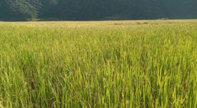 पोखरेली ‘जेठोबुढो’