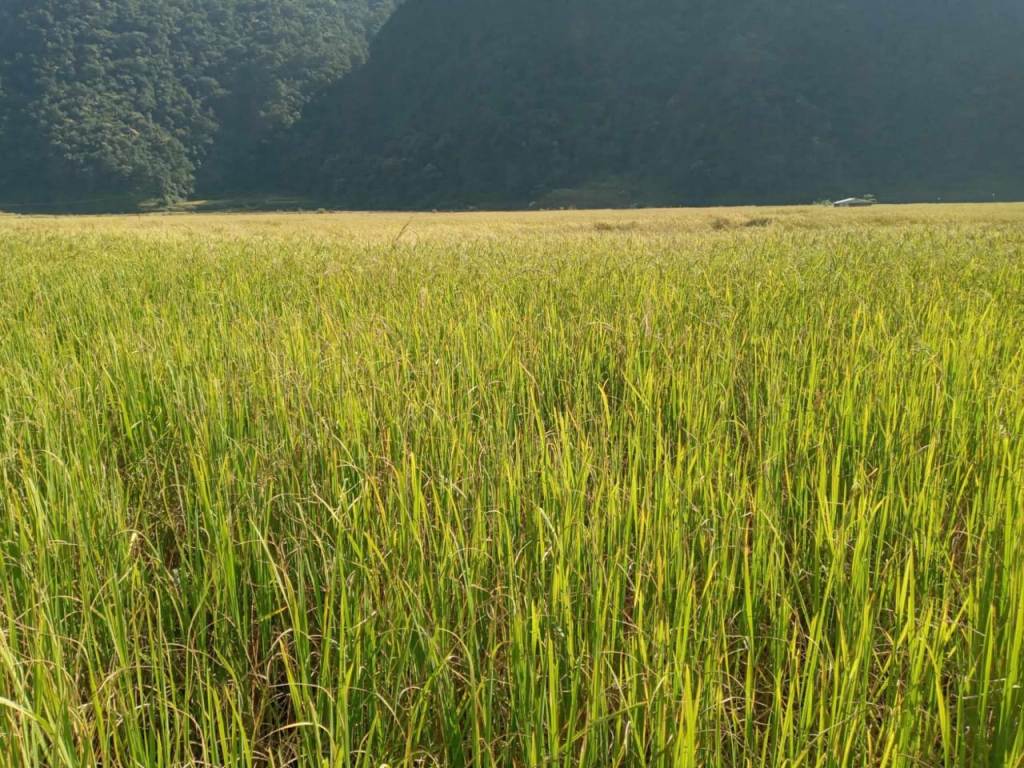 पोखरेली ‘जेठोबुढो’