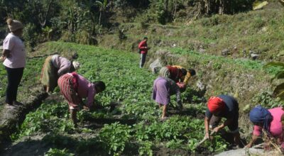 सामूहिक आलुखेती