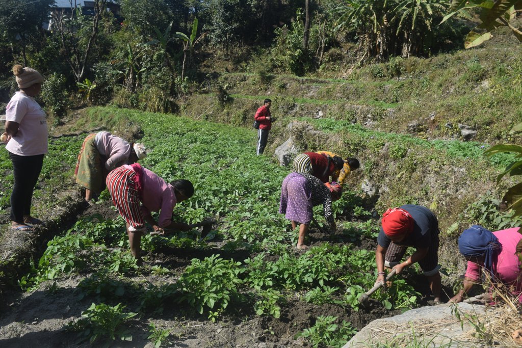सामूहिक आलुखेती