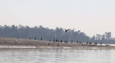 जलपक्षी