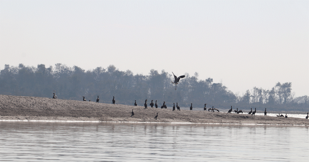 जलपक्षी