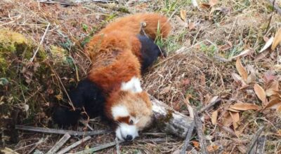 पोथी रेडपान्डा