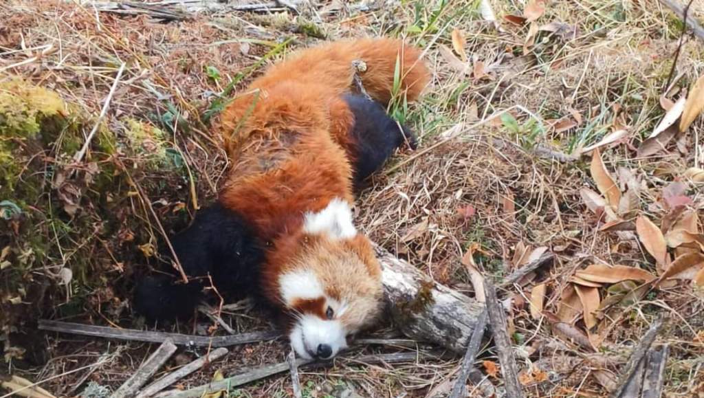 पोथी रेडपान्डा