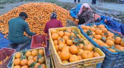 सुन्तला बिक्री