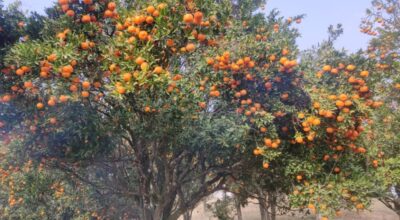 सुन्तला