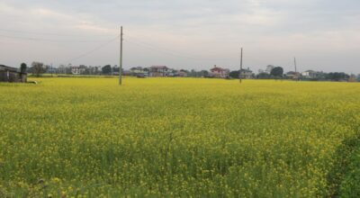 चितवनको तोरी