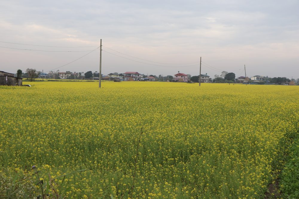 चितवनको तोरी