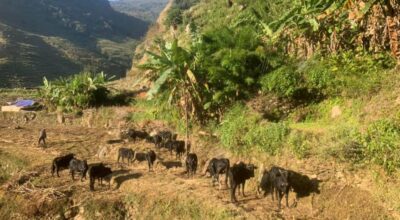 घुम्ती गोठ