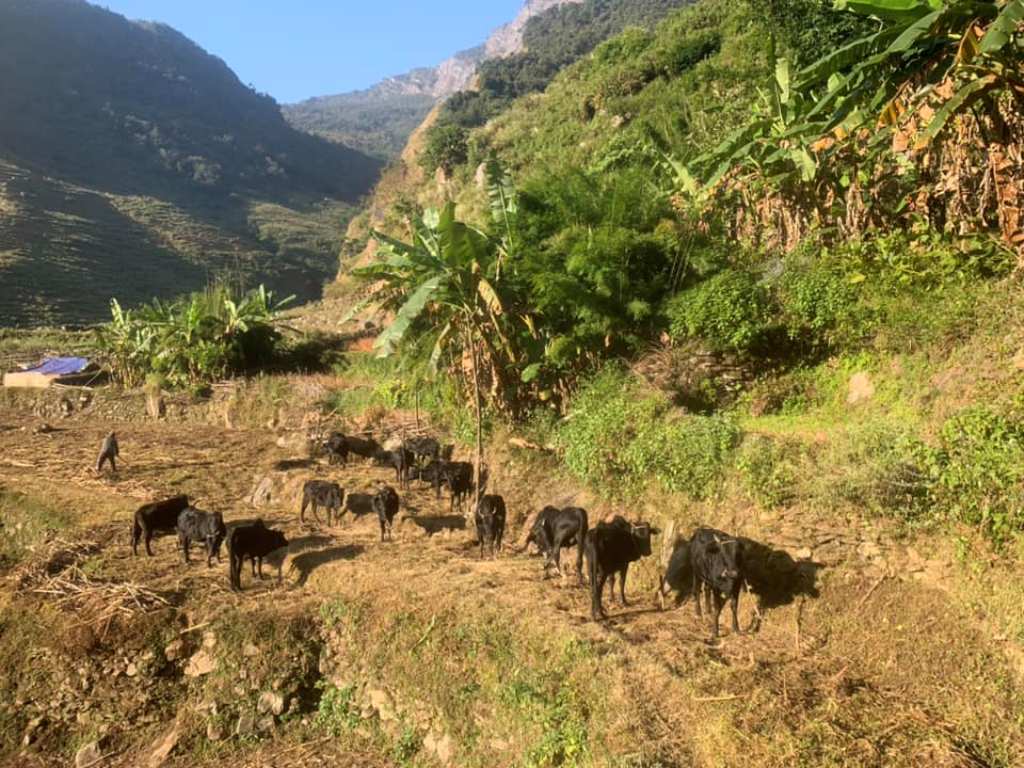 घुम्ती गोठ