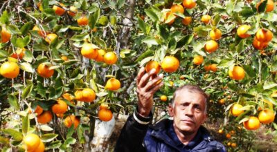 इलाम सुन्तला खेती