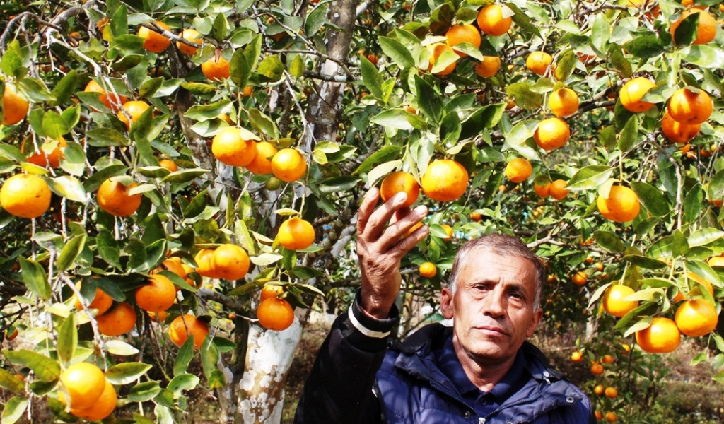 इलाम सुन्तला खेती