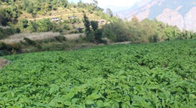 आलु खेती