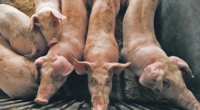 अफ्रिकन स्वाइन फिभर