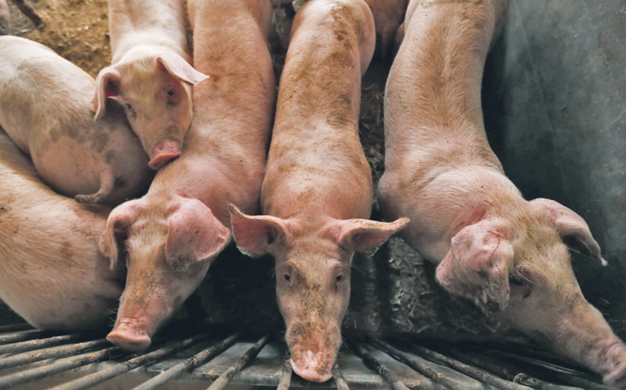 अफ्रिकन स्वाइन फिभर