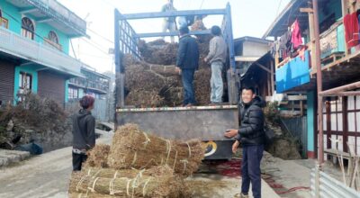 चिराइतो