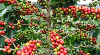 कफी खेती