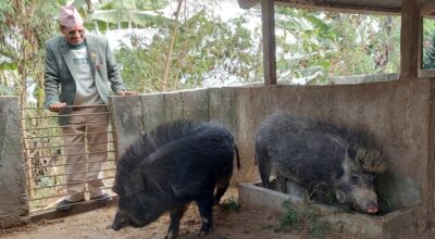 धर्मराज पोखरेल बङ्गुरपालन