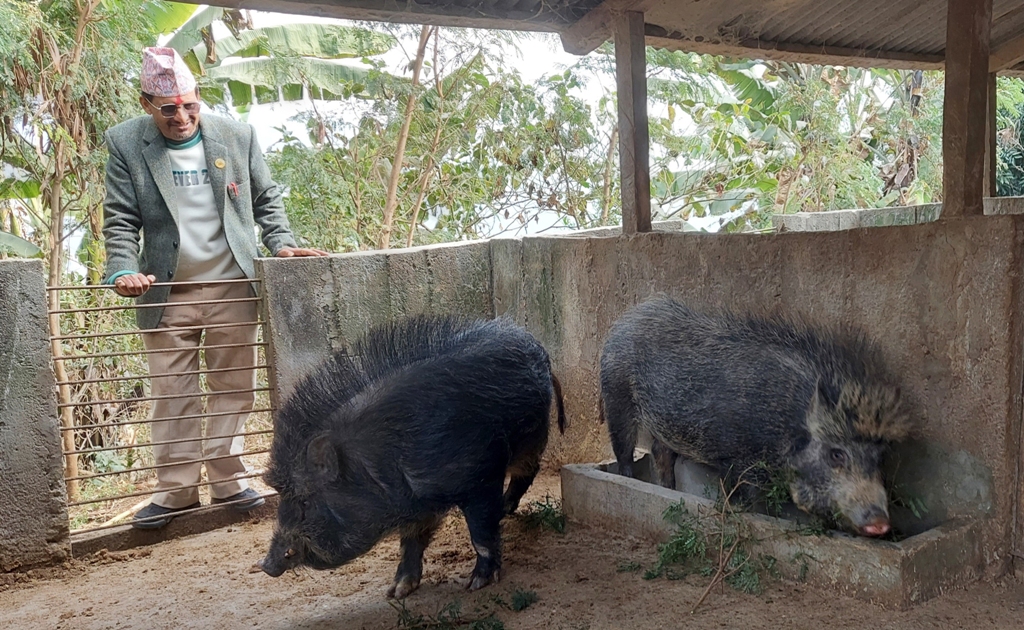 धर्मराज पोखरेल बङ्गुरपालन