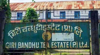 गिरीबन्धु टी–स्टेट