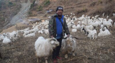 हिम्मतले भेडीगोठ धानेका हिमबहादुर छन्त्याल