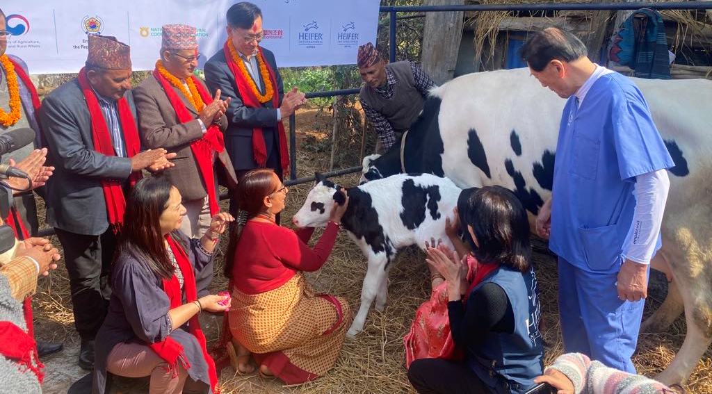 होलिस्टाइन जातको बाच्छी हस्तान्तरण