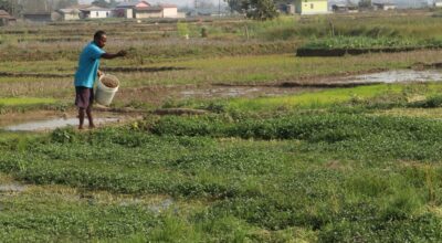 खोले साग