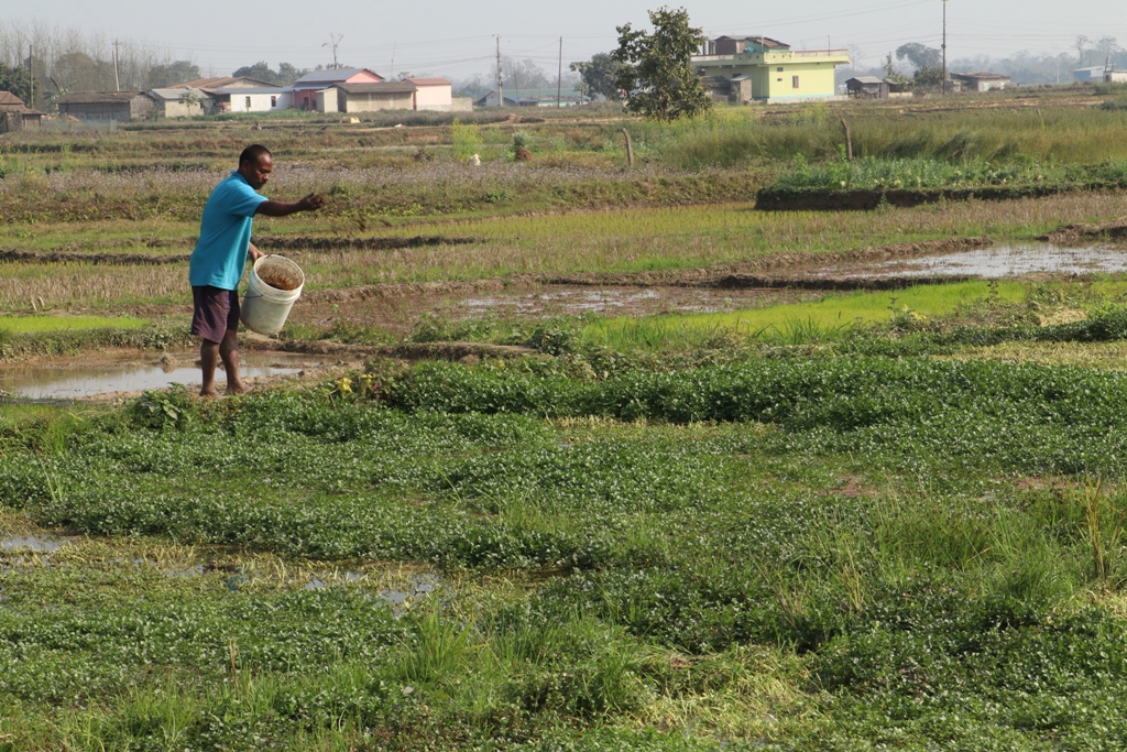 खोले साग