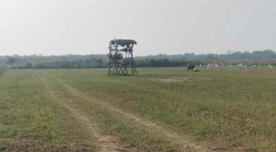 जङ्गली जनावरबाट किसानलाई बाली जोगाउन सकस