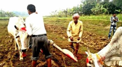 मिथिलाञ्चलमा हलो र गोरु पूजा