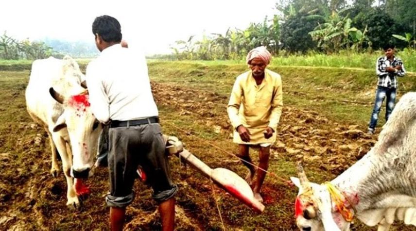 मिथिलाञ्चलमा हलो र गोरु पूजा