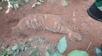 पाटे बाघ मृत फेला