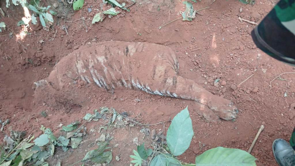 पाटे बाघ मृत फेला