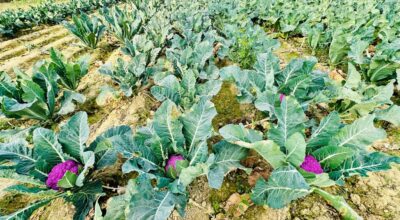 रङ्गीन काउली