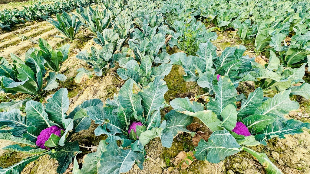 रङ्गीन काउली