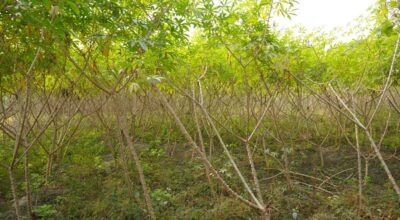 सिमल तरुल