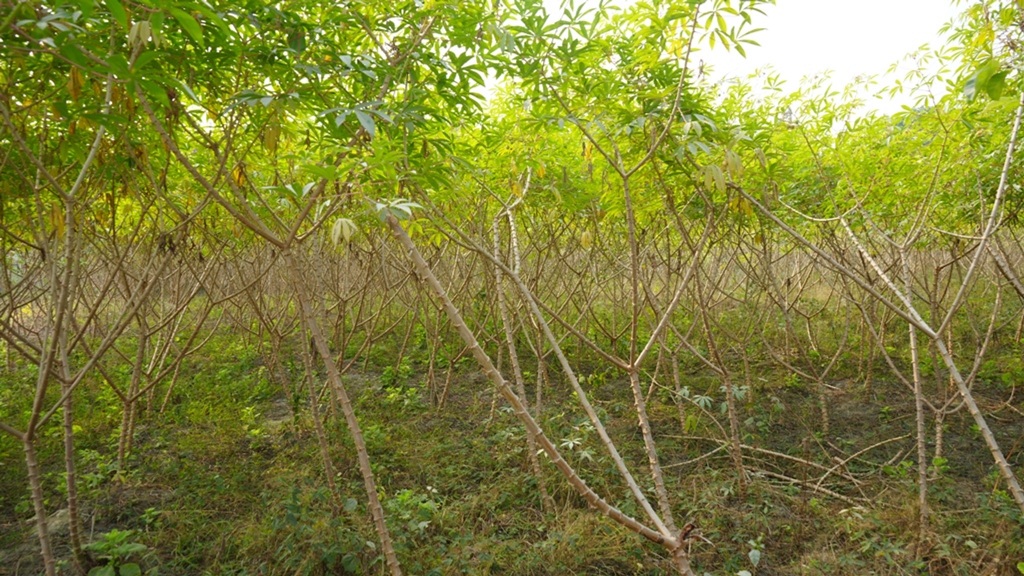 सिमल तरुल