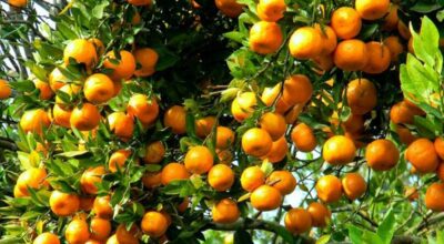 सुन्तलाको उत्पादन