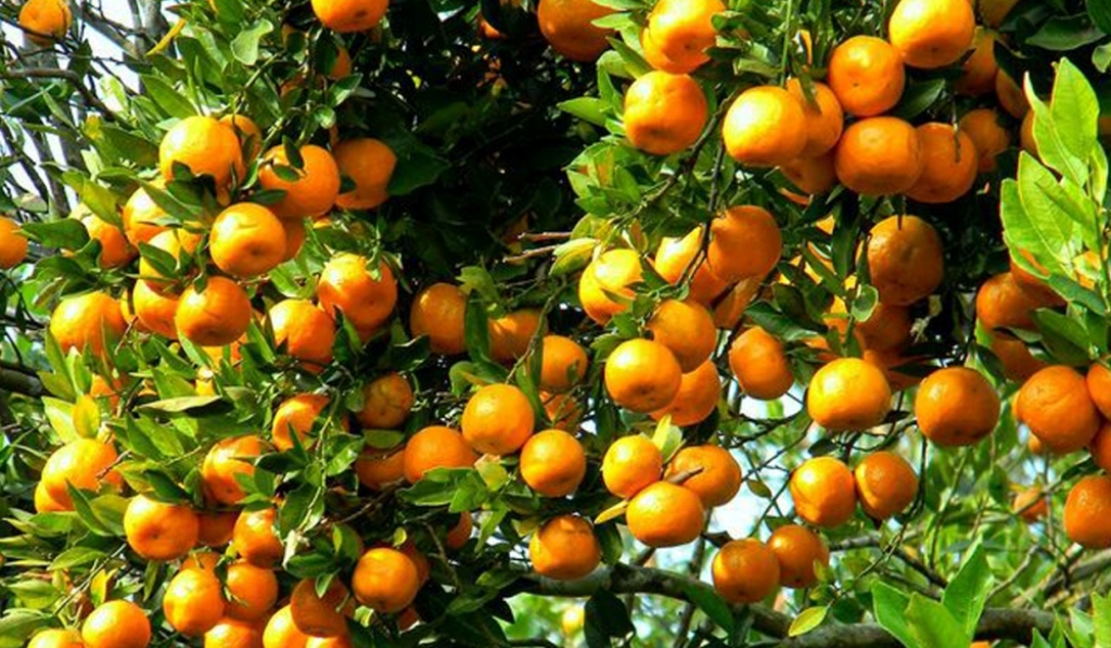 सुन्तलाको उत्पादन